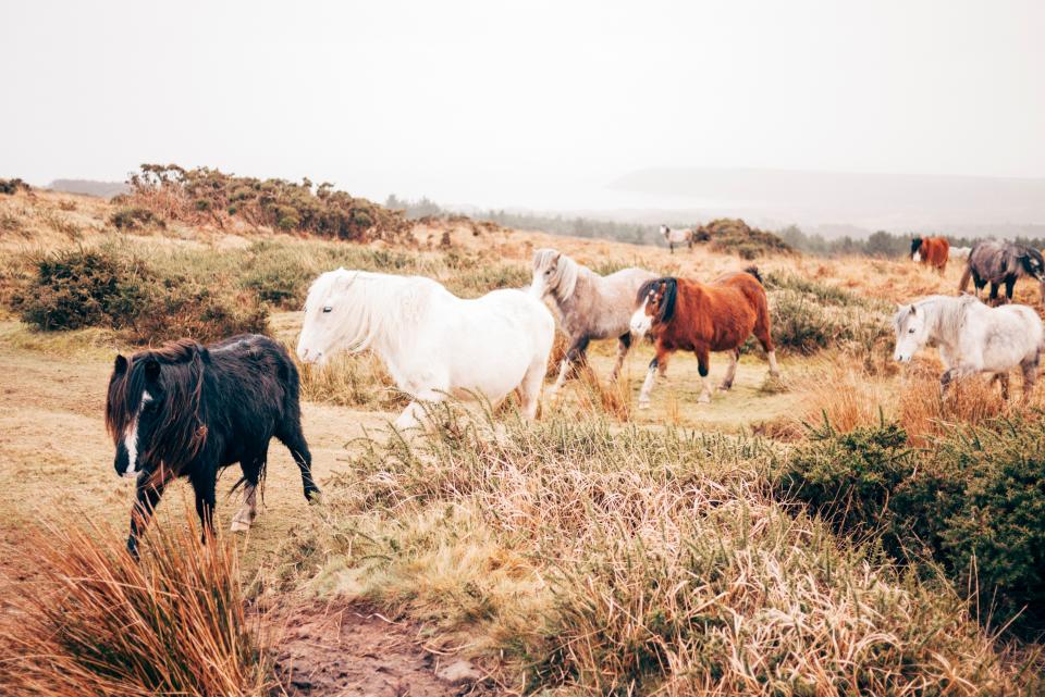 Horse Animal