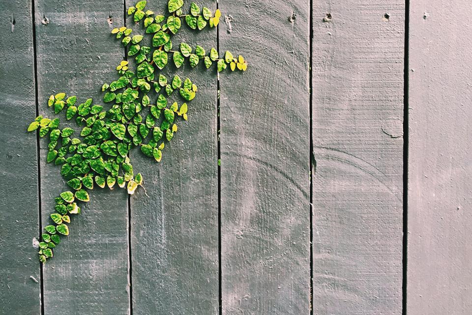 Wood Fence