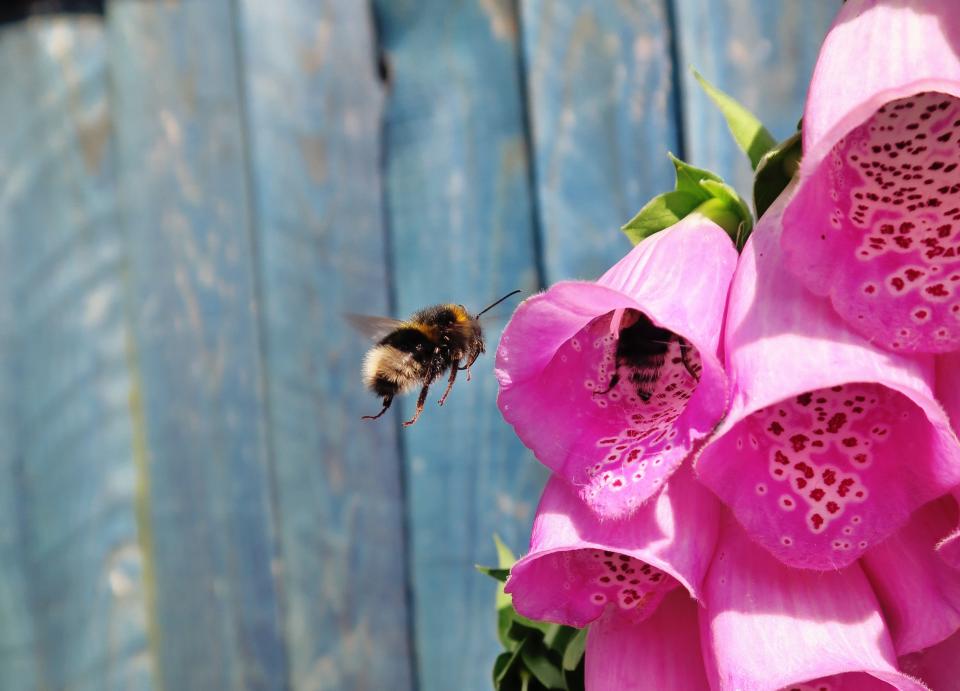 Bee Insect