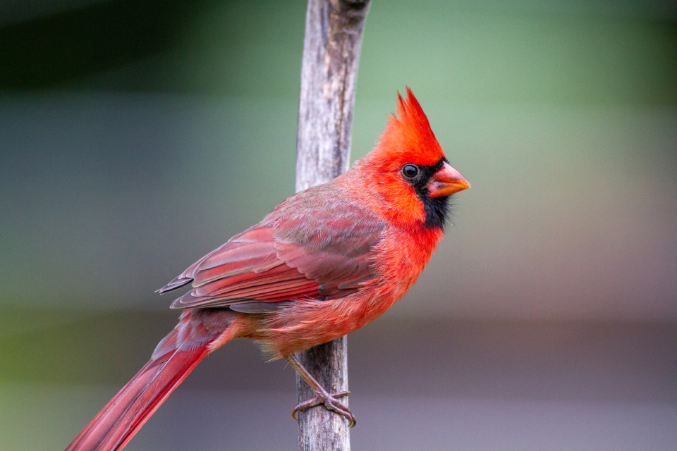 Cardinal Bird