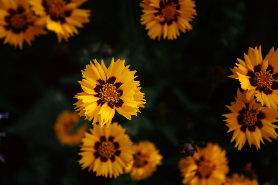 Yellow Petal