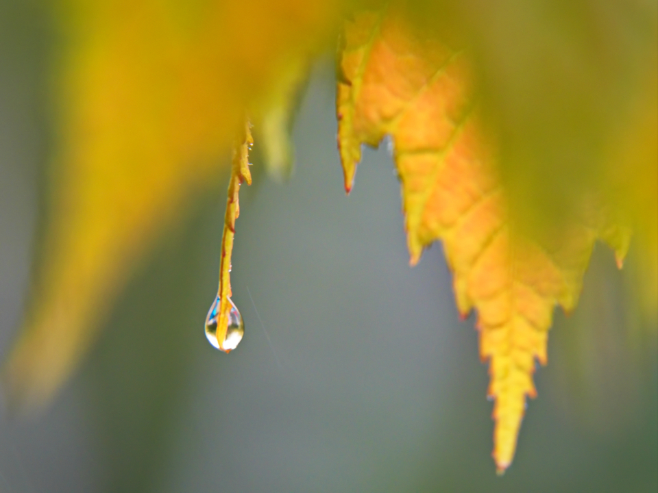 Water Drop