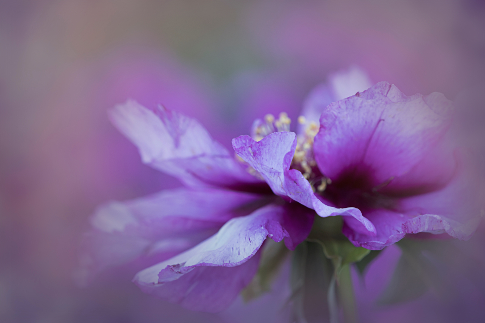Peony Flower