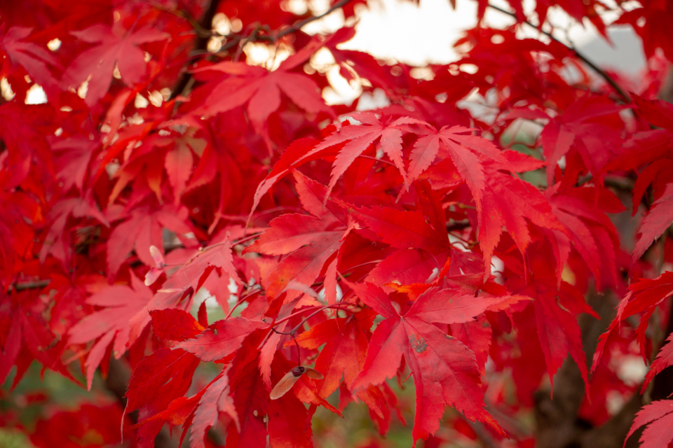 Red Tree