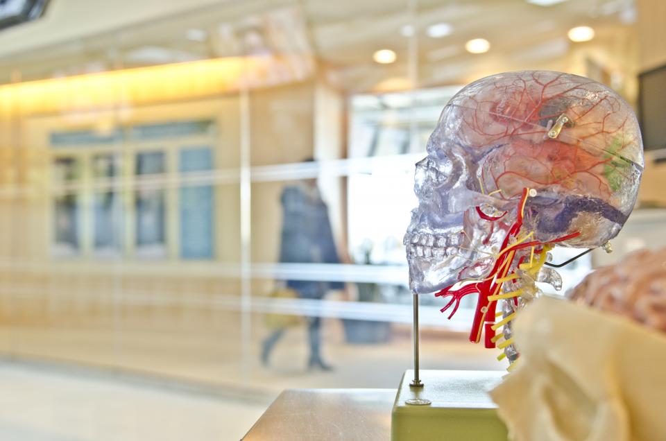 Human Anatomy