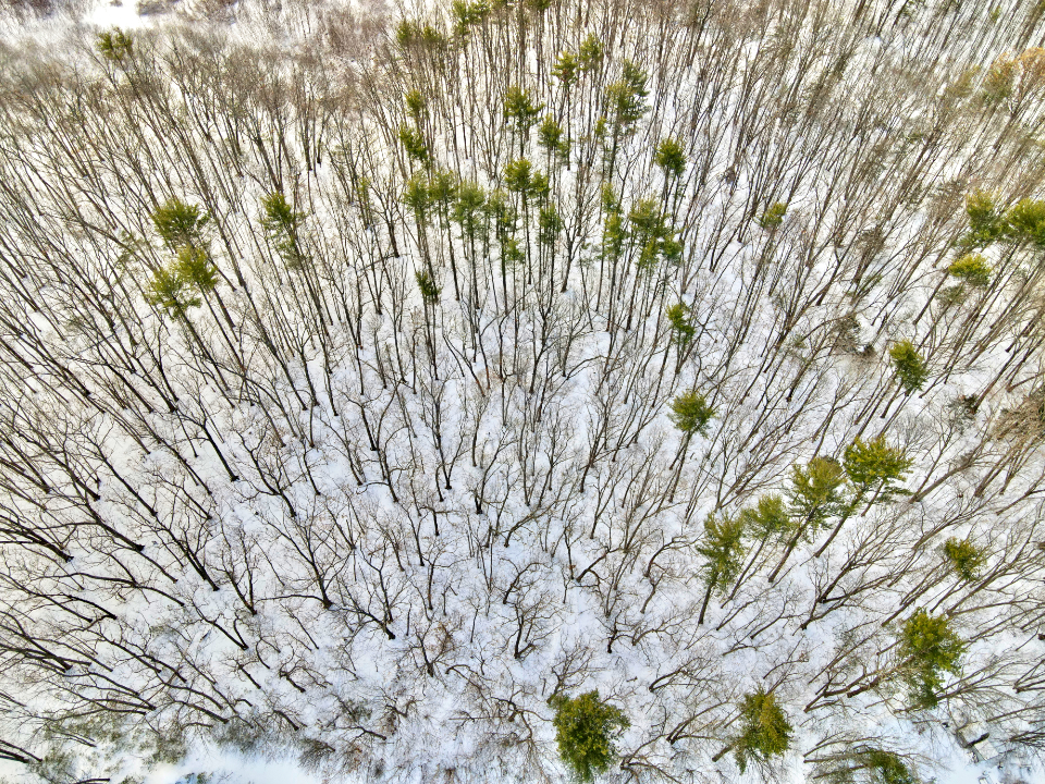 Winter Forest