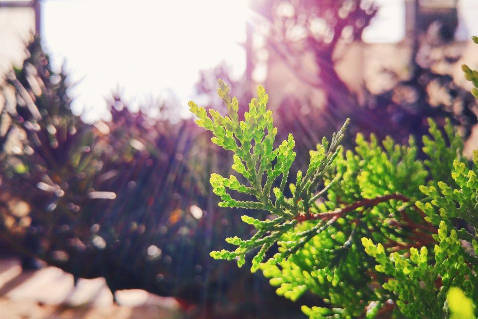 Plants Nature