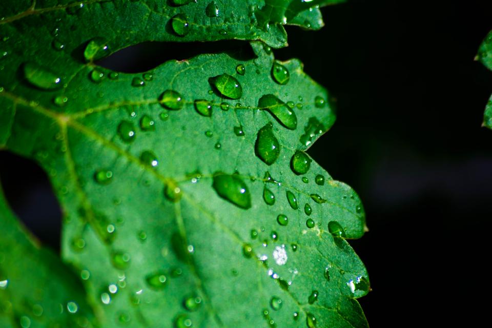 Green Leaf
