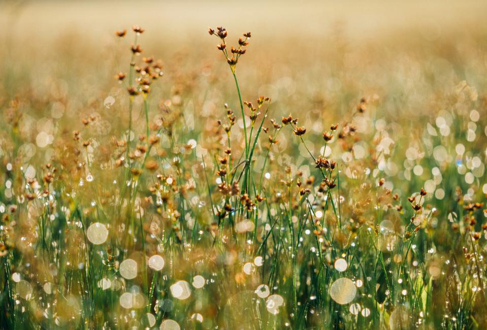 Flowers Plants