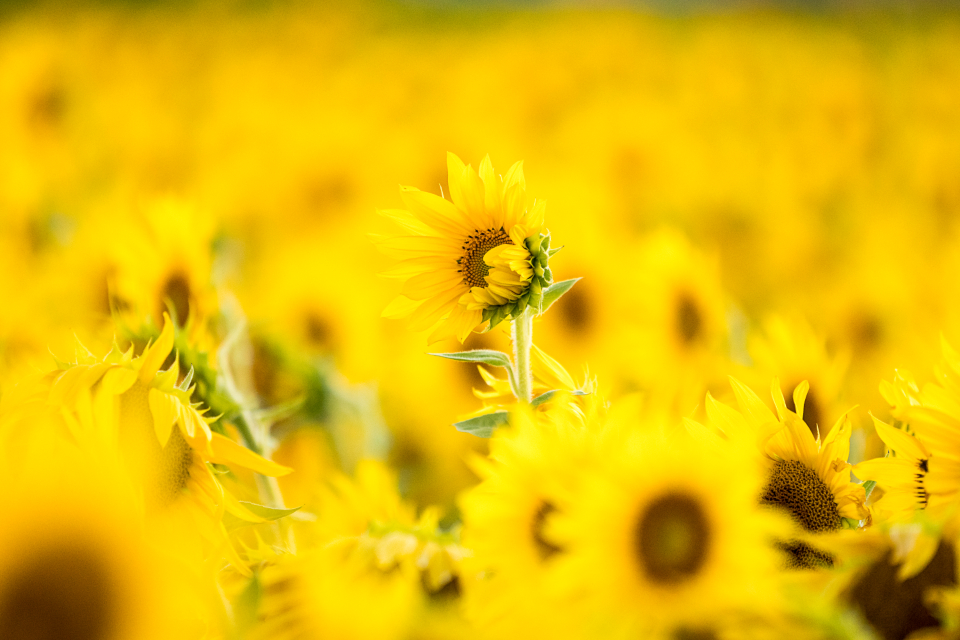 Yellow Flowers