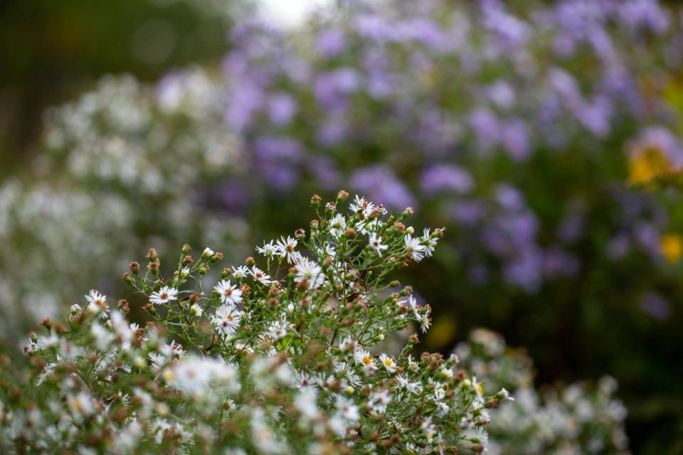 Small Flowers