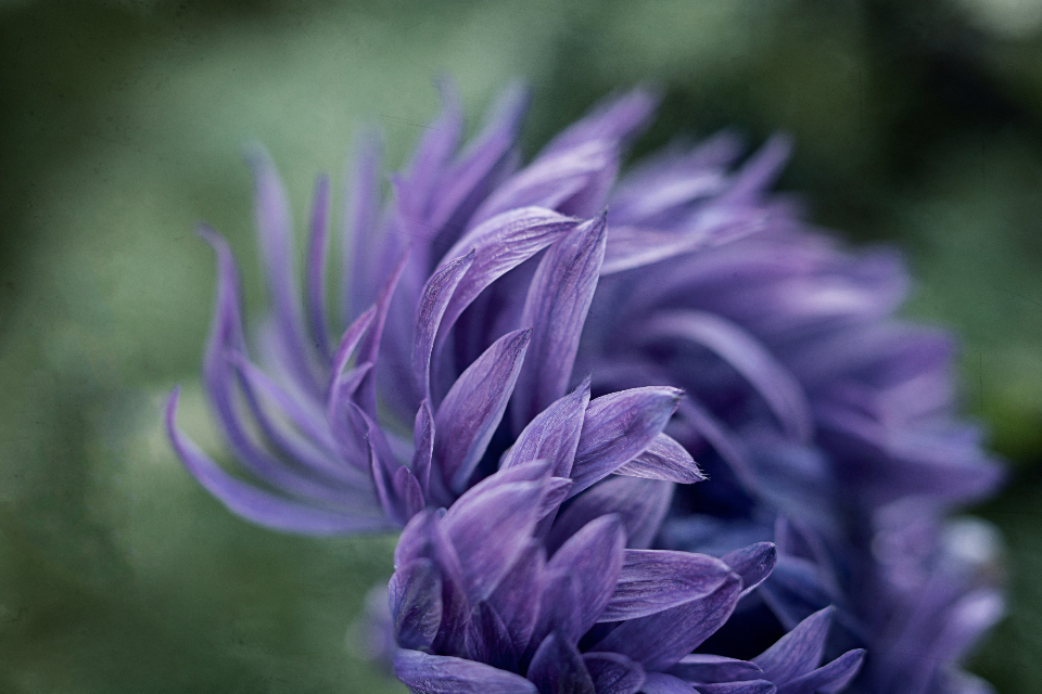 Flower Background