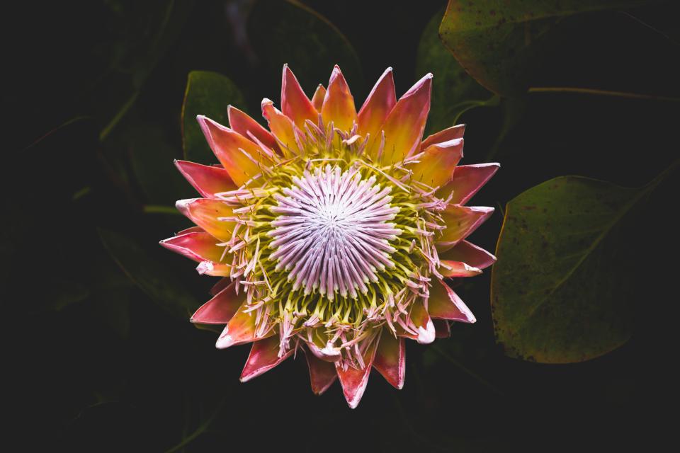 Flowers Nature