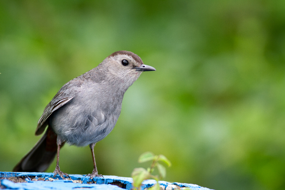 Bird Perched