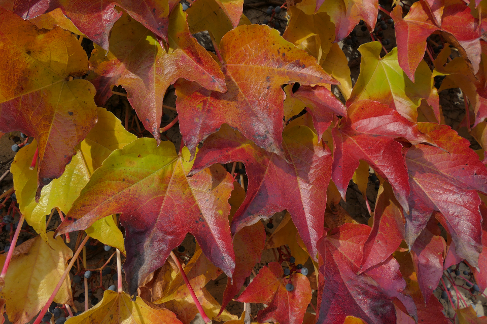 Leaf Leaves