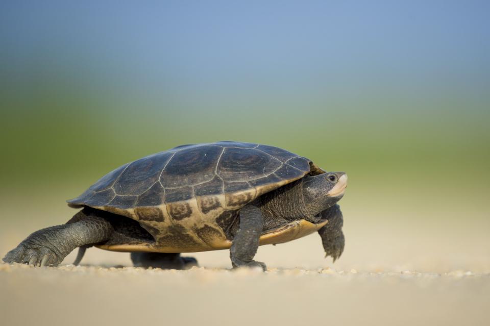 Animals Amphibians