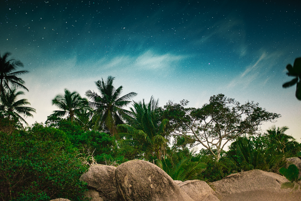 Night Trees