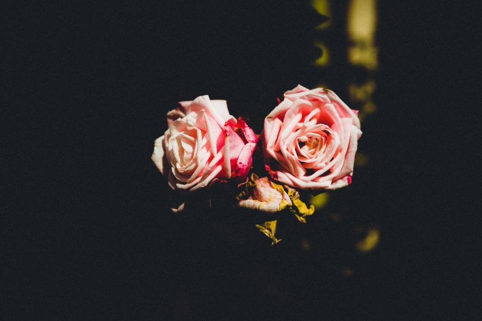 Pink Rose
