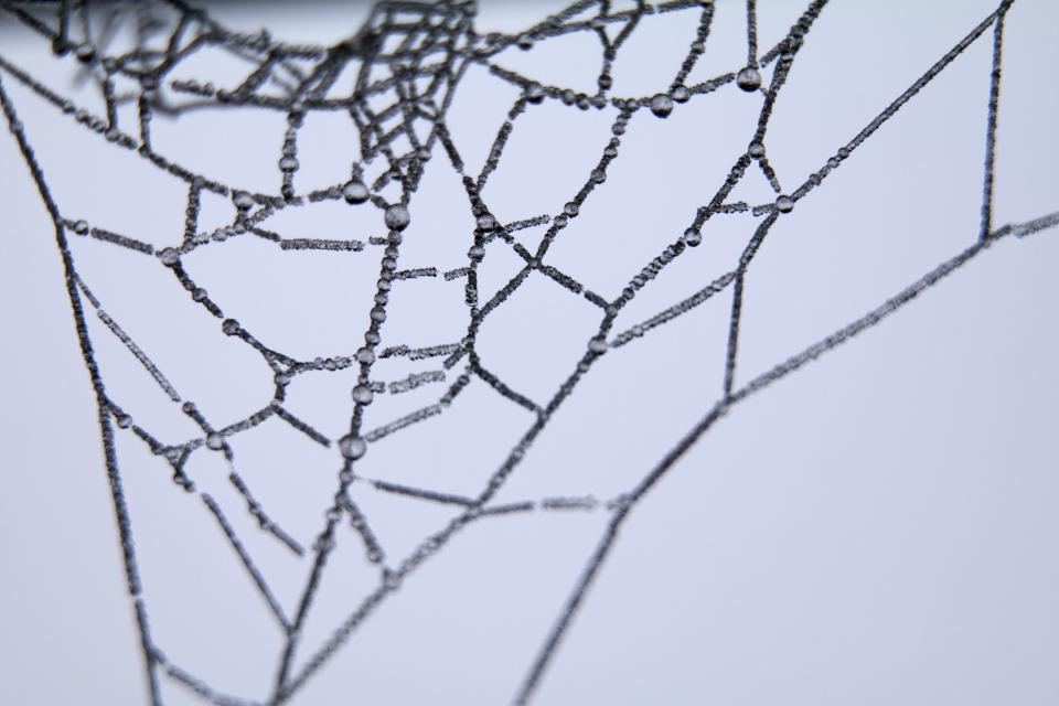 Cob Spider