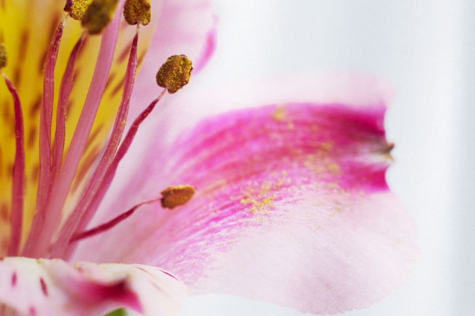 Flower Background