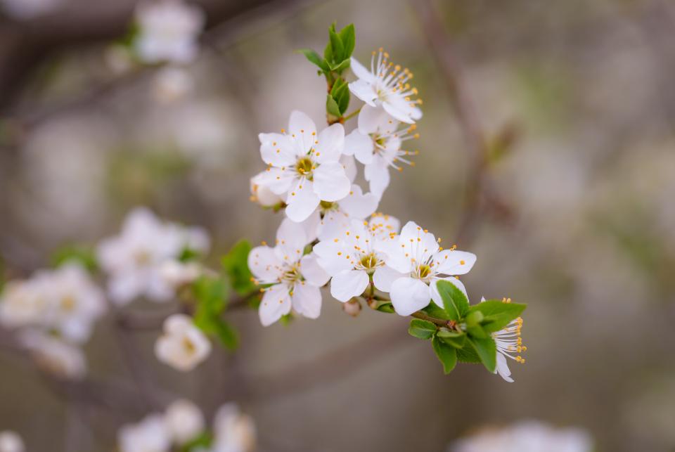 White Petals