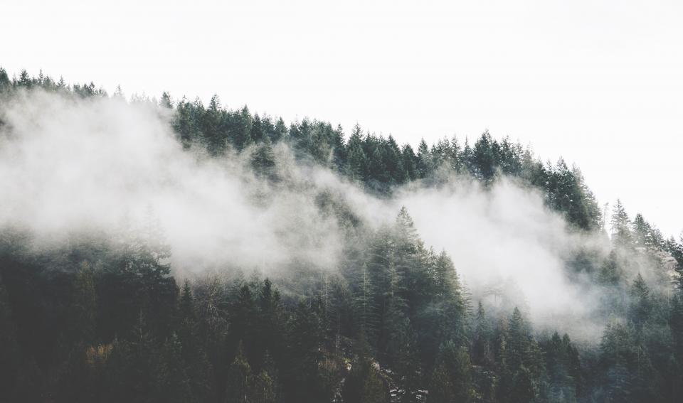 Trees Plant