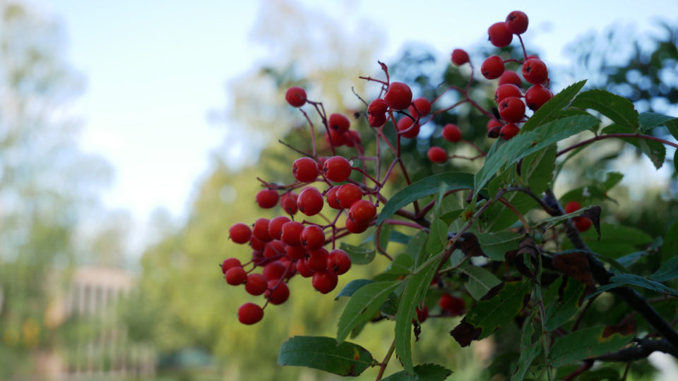 Berries Tree