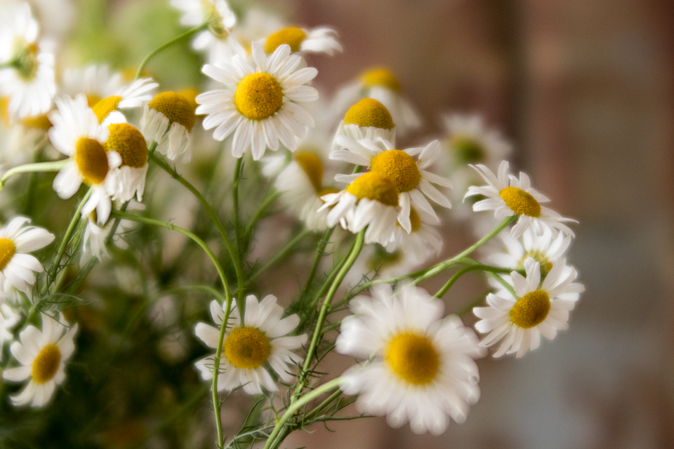 Flower Bouquet