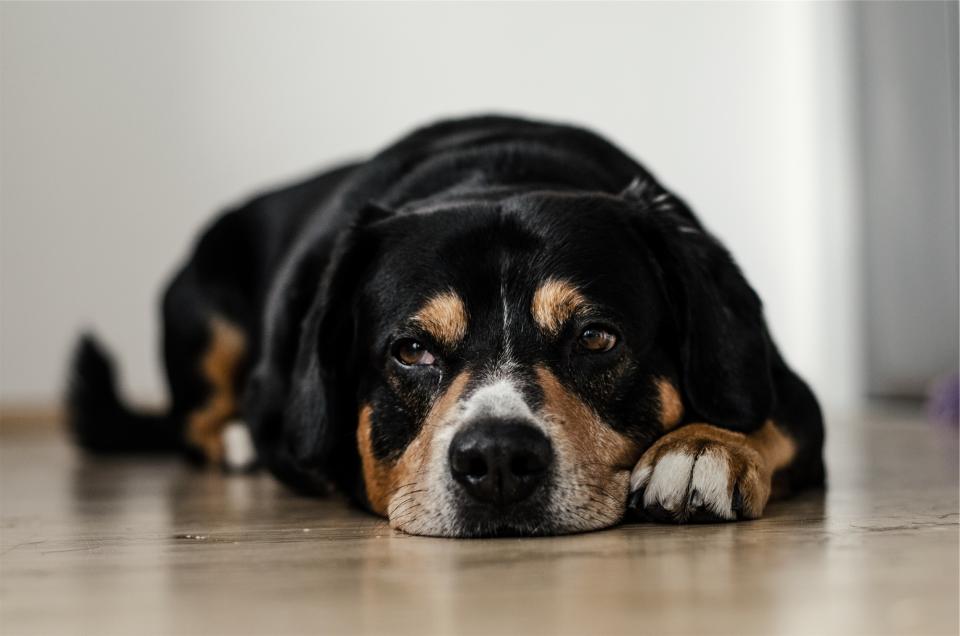 Dog Pet