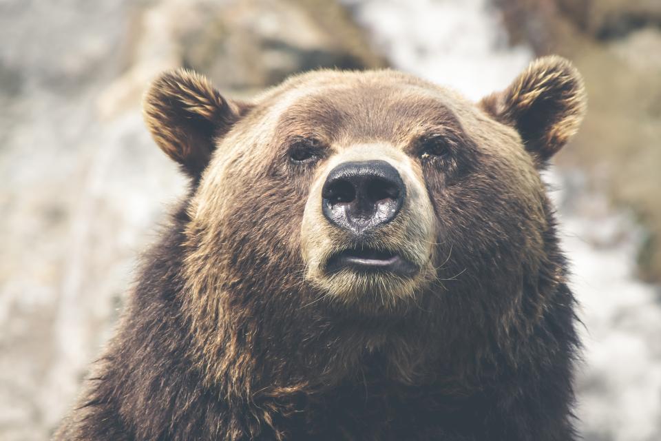 Bear Animal