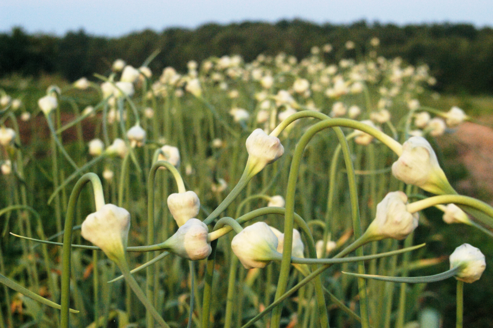 Flower Buds