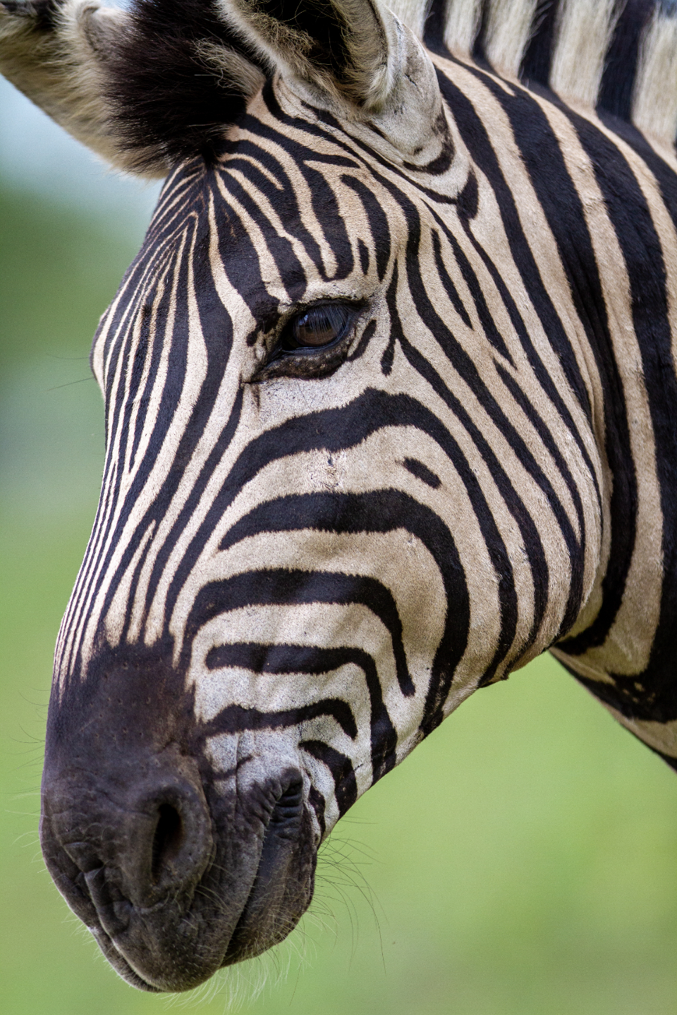 Zebra Animal