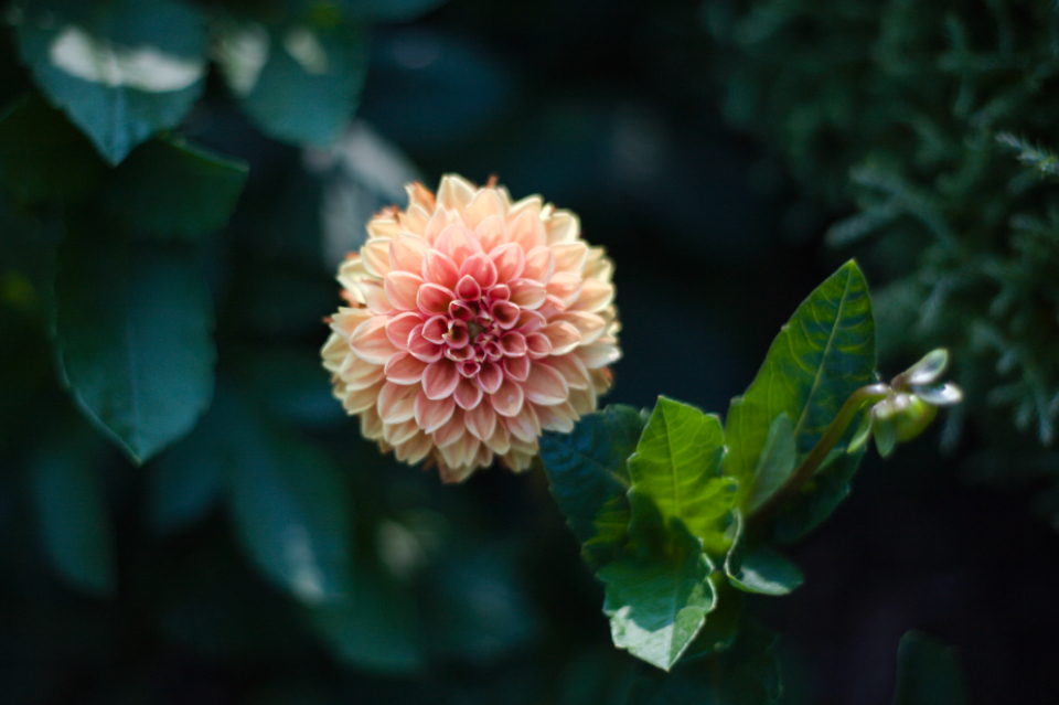 Flower Blossom