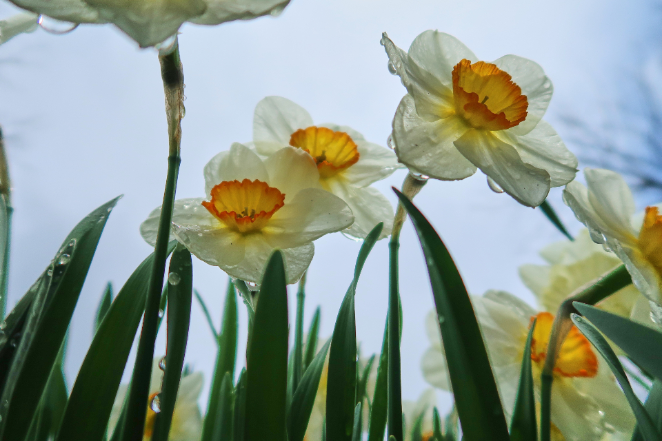 Flowers Background