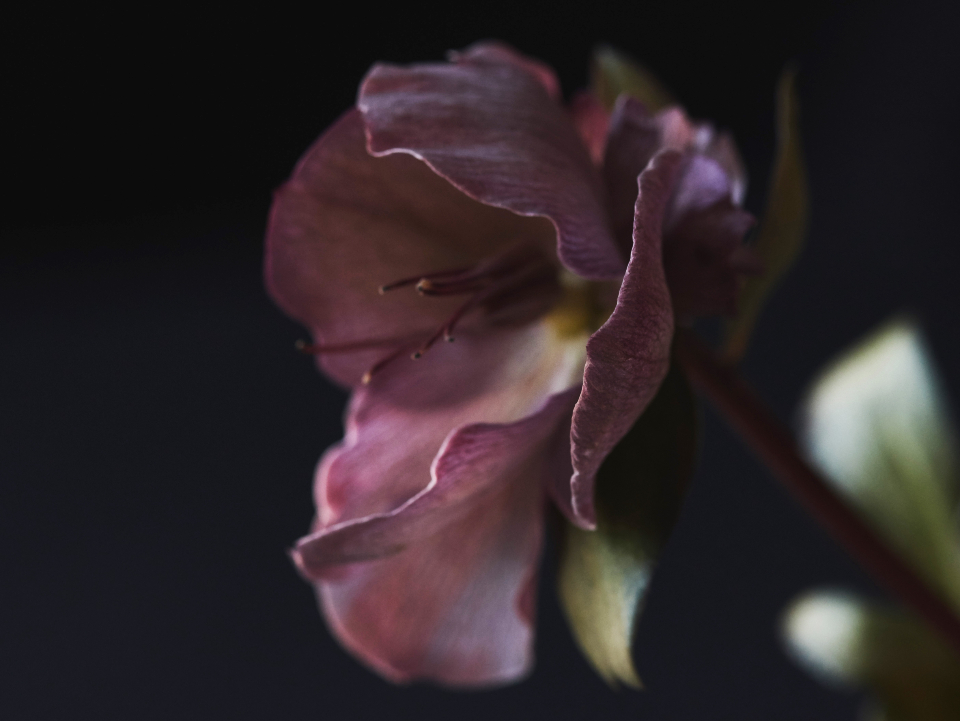 Abstract Flower