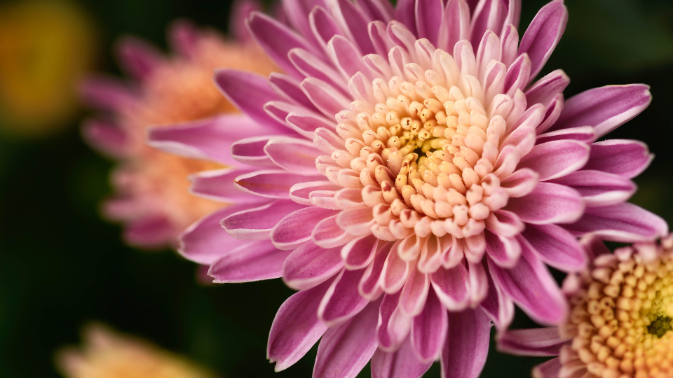Macro Flower