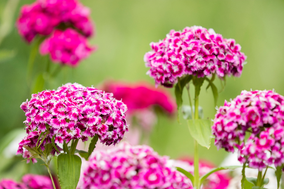 Pink Flower