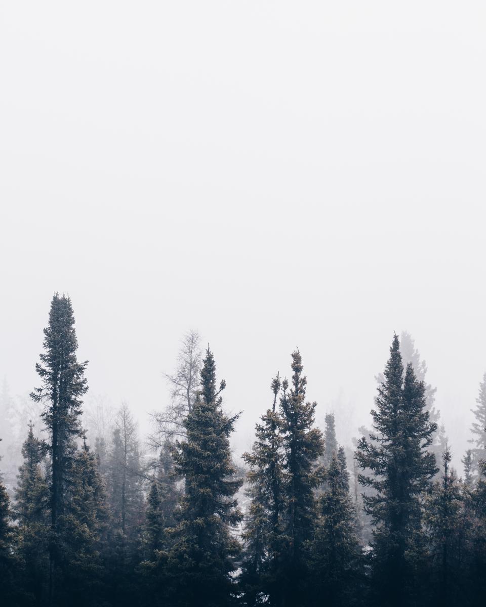 Nature Forest