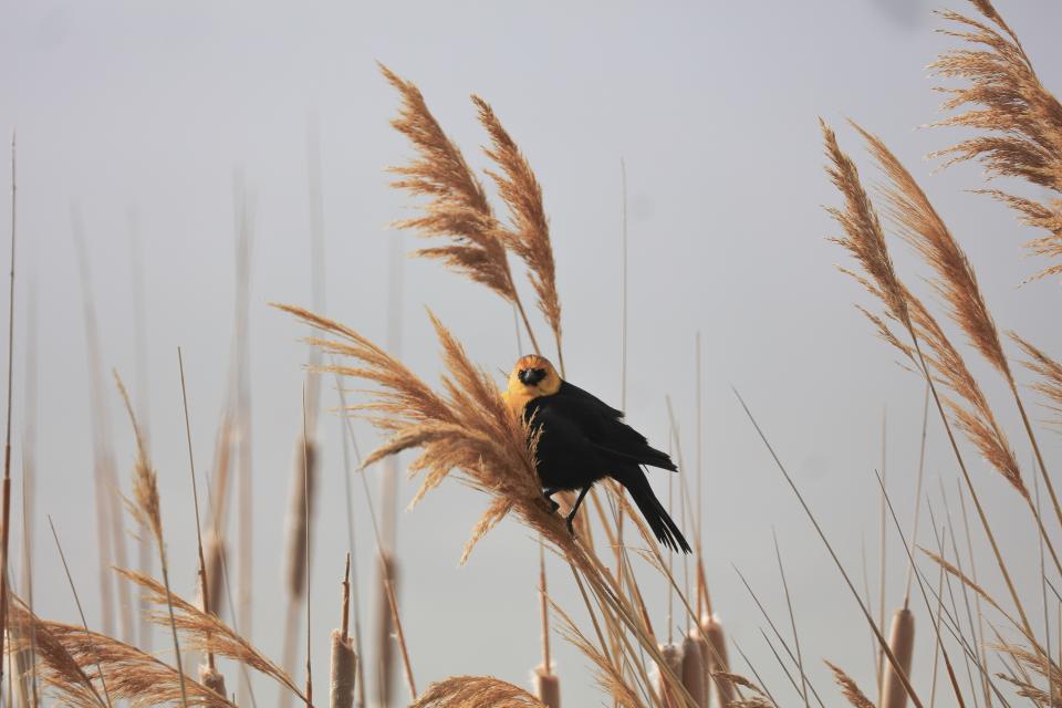 Bird Beak