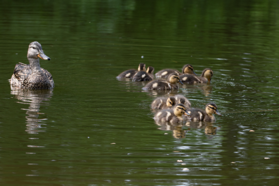 Duck Baby