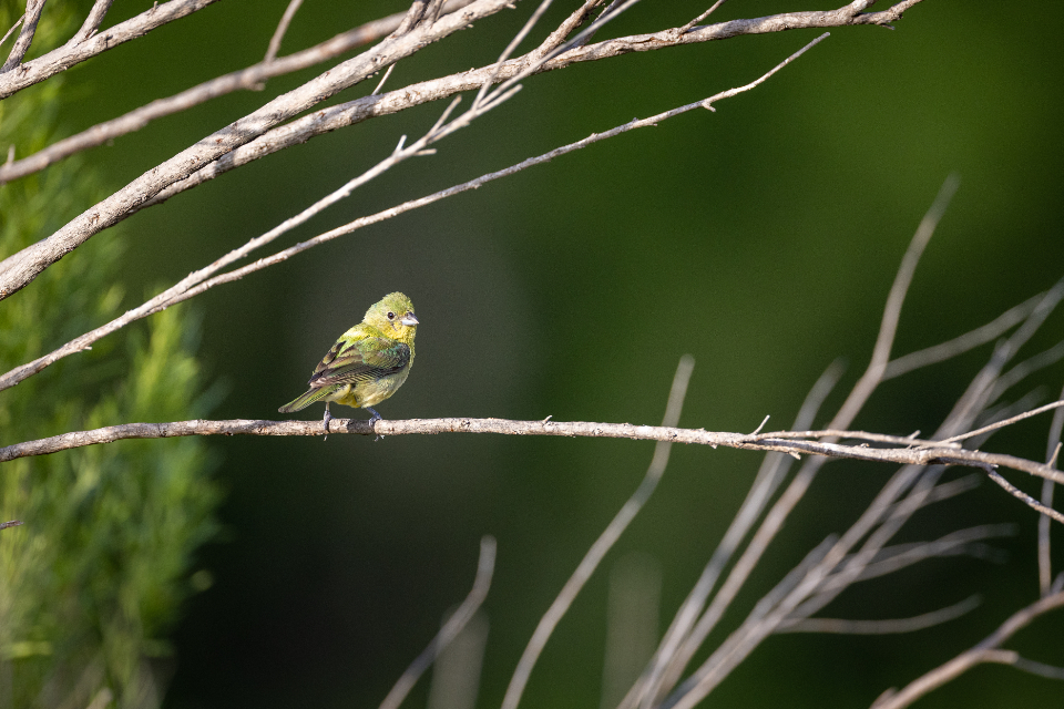 Bird Perched
