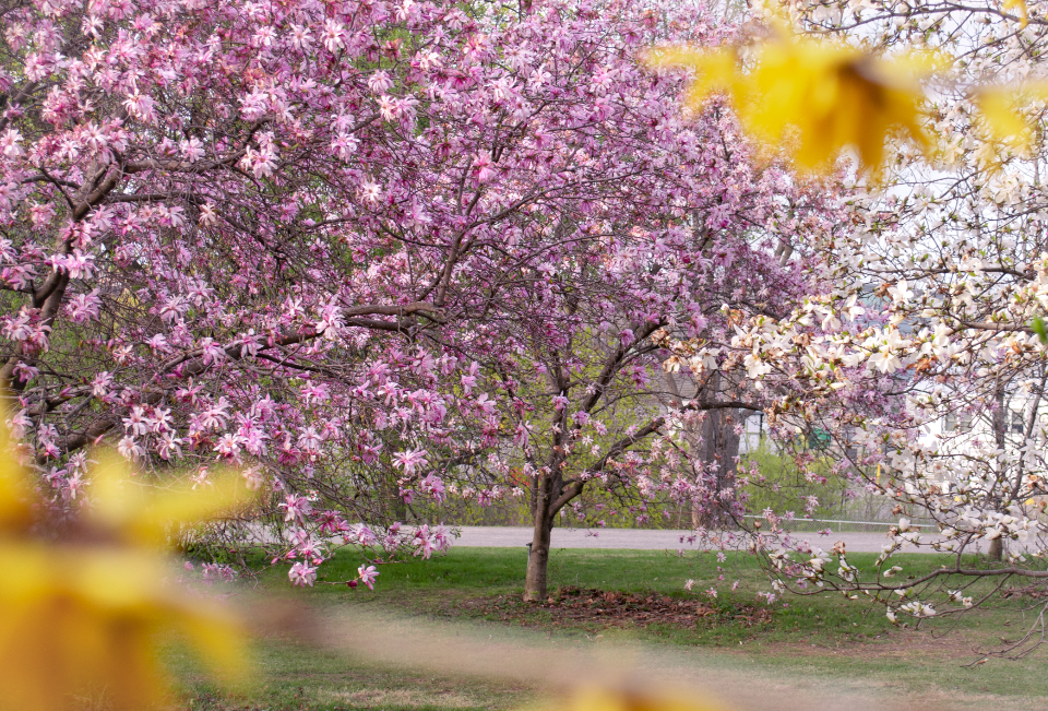 Cherry Tree