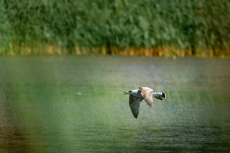 Bird Flying