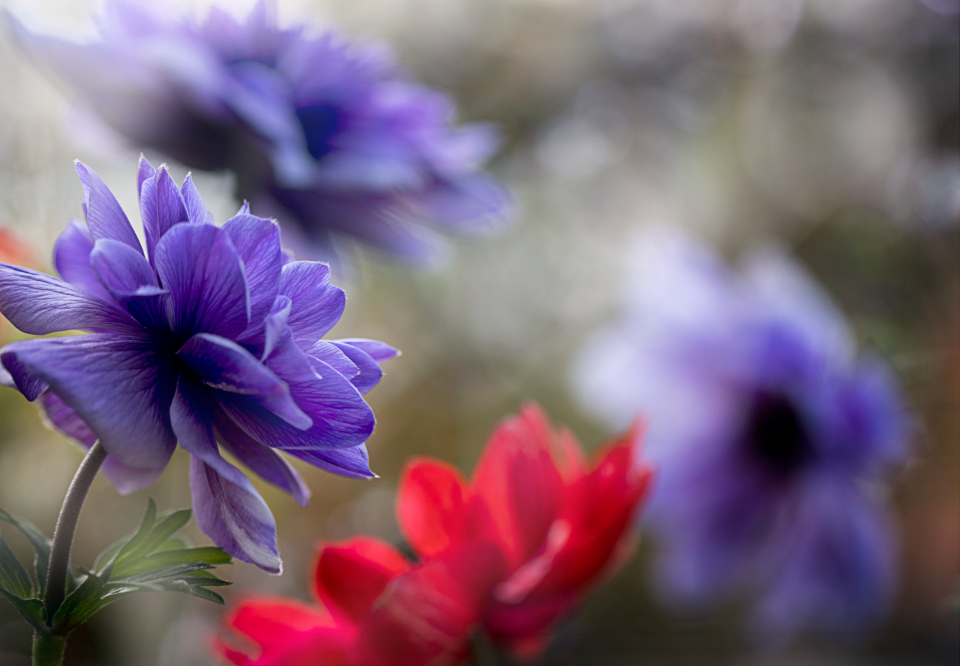 Flower Background
