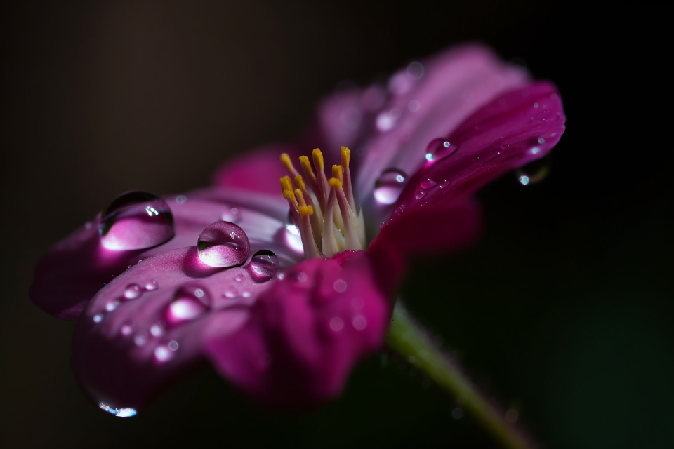 Rain Flower