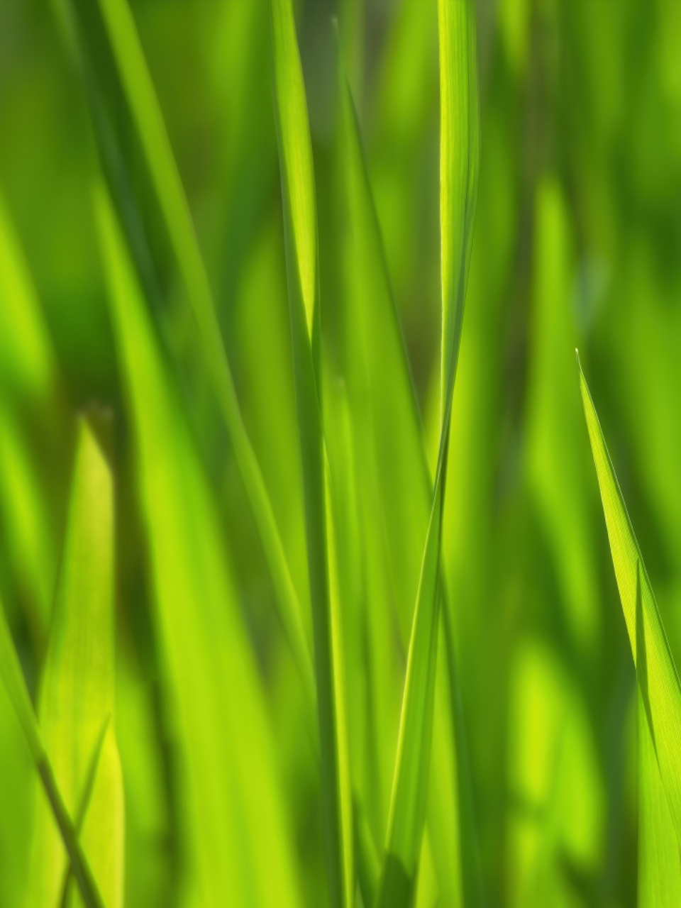 Grass Growth