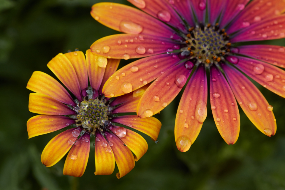 Flower Drops