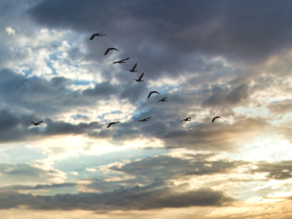 Birds Flying