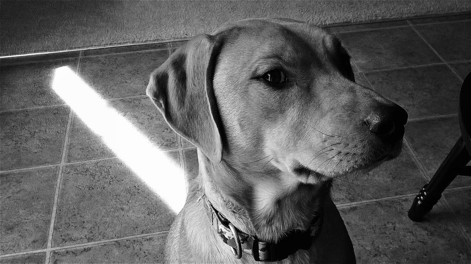 Dog Black And White
