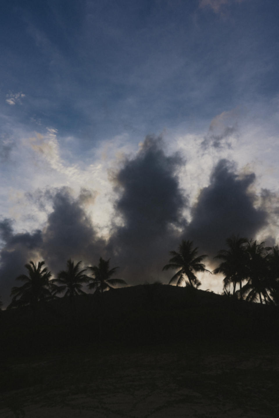 Palm Trees